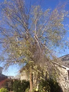 Trusted outdoor landscaping in Louisville, KY - Lexon