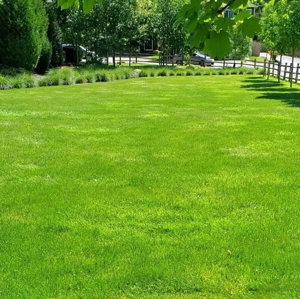 Local lawn care service for year-round maintenance in Kent, WA by Leyland Cypress Landscape Services
