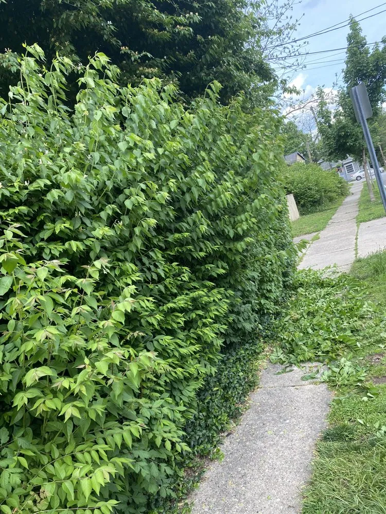 Local yard maintenance for beautiful yards across Cincinnati, OH - L&F Landscaping