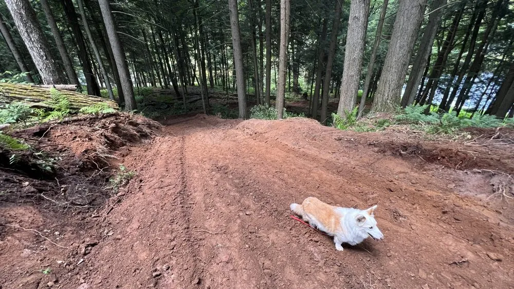 Expert yard cleanup service in Youngsville, NY by LF Logging and Excavation