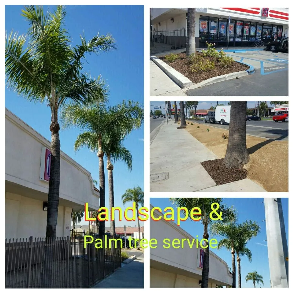 Trusted lawn care service for year-round maintenance in Bloomington, CA by LFR Landscape