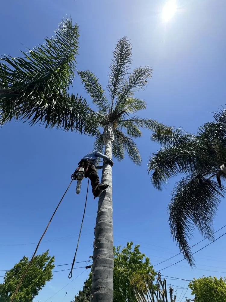 Affordable landscape installation in Fremont, CA by LG Landscaping & Irrigation
