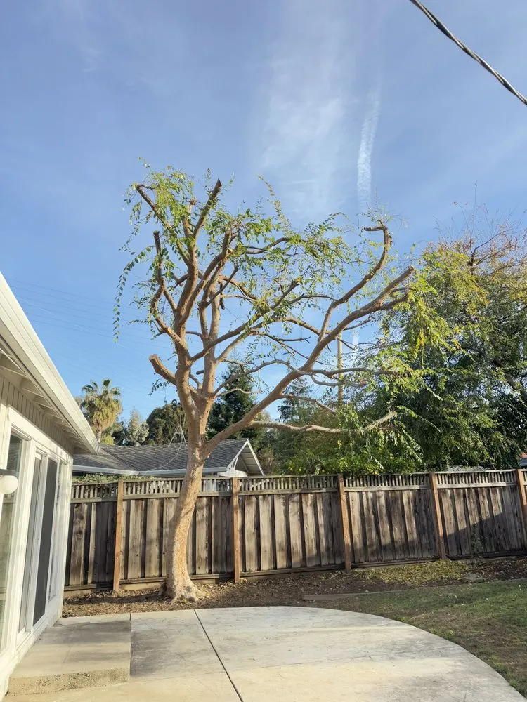 Professional residential landscaping for year-round maintenance in Fremont, CA by LG Landscaping & Irrigation