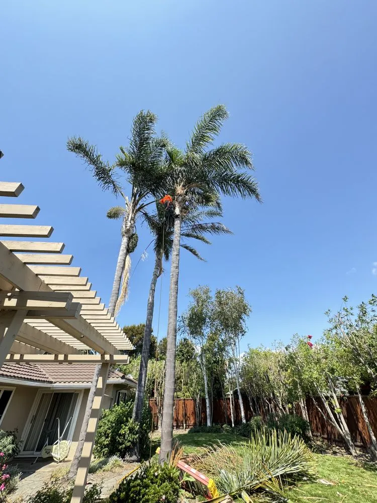 Local lawn care service in Fremont, CA by LG Landscaping & Irrigation