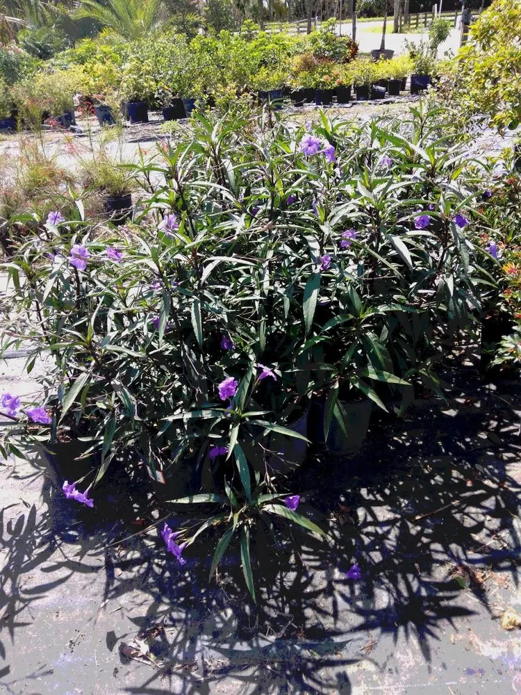 Trusted garden landscaping for residential properties across Vero Beach, FL - LG Landscaping & Lawn Care Service