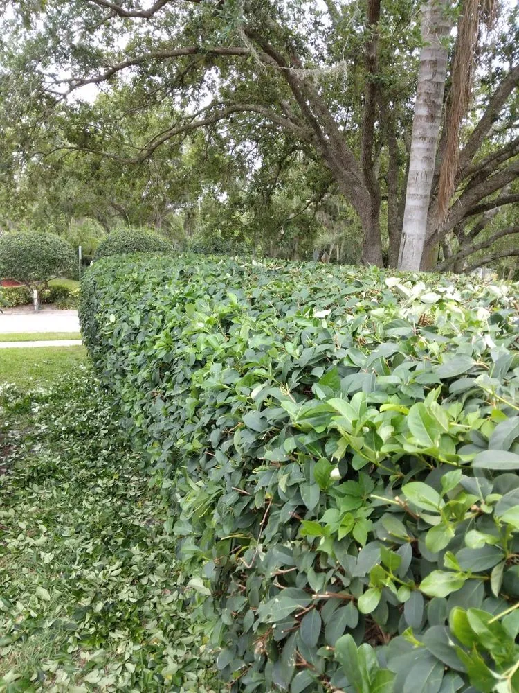 Top-rated landscape design for outdoor upgrades across Vero Beach, FL - LG Landscaping & Lawn Care Service