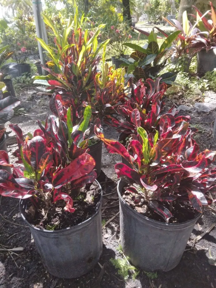 Professional yard cleanup service in Vero Beach, FL by LG Landscaping & Lawn Care Service