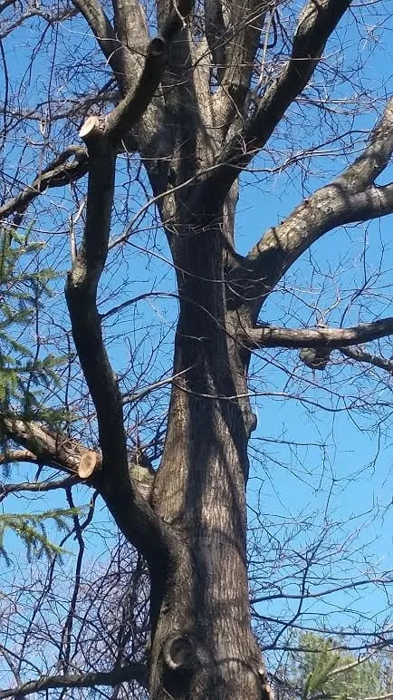 Local outdoor landscaping for residential properties across Lawrenceville, NJ - LG Landscaping and Tree Service