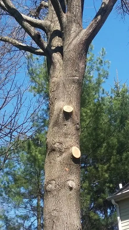 Trusted outdoor landscaping in Lawrenceville, NJ - LG Landscaping and Tree Service