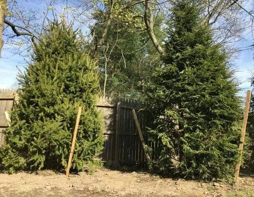 LG Landscaping and Tree Service