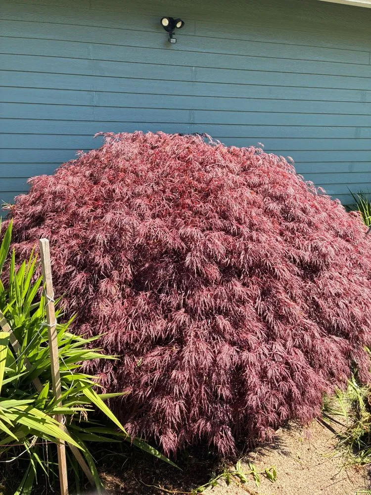 Affordable outdoor landscaping experts serving Milwaukie, OR - LG Landscaping