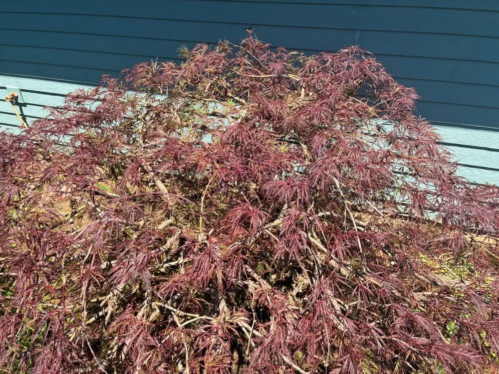 Top-rated garden landscaping for year-round maintenance across Milwaukie, OR - LG Landscaping