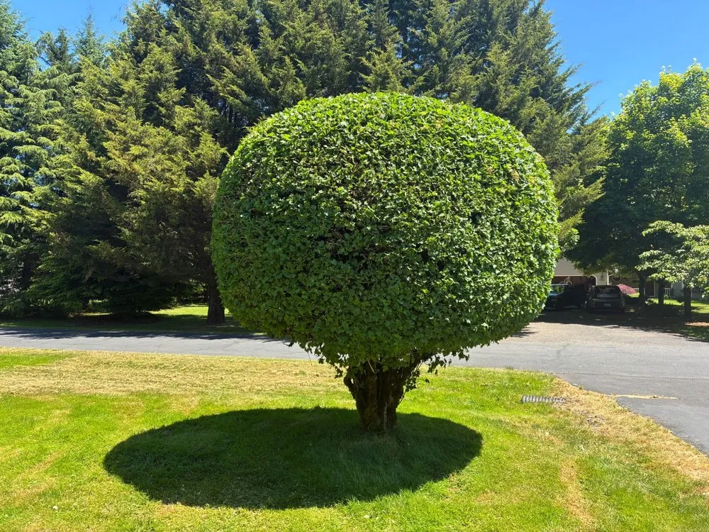 Affordable lawn mowing service experts serving Milwaukie, OR - LG Landscaping