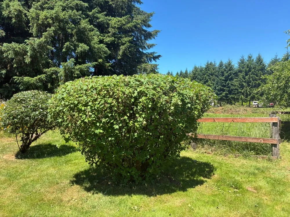 Professional yard cleanup service experts serving Milwaukie, OR - LG Landscaping