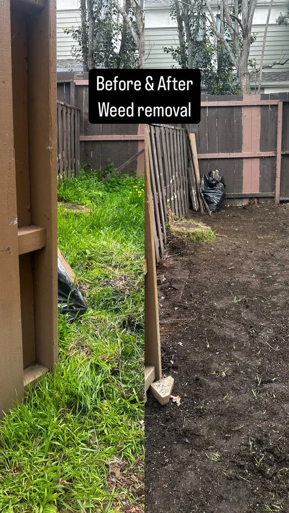 Expert lawn care service in Mountain View, CA - L.G. Landscaping