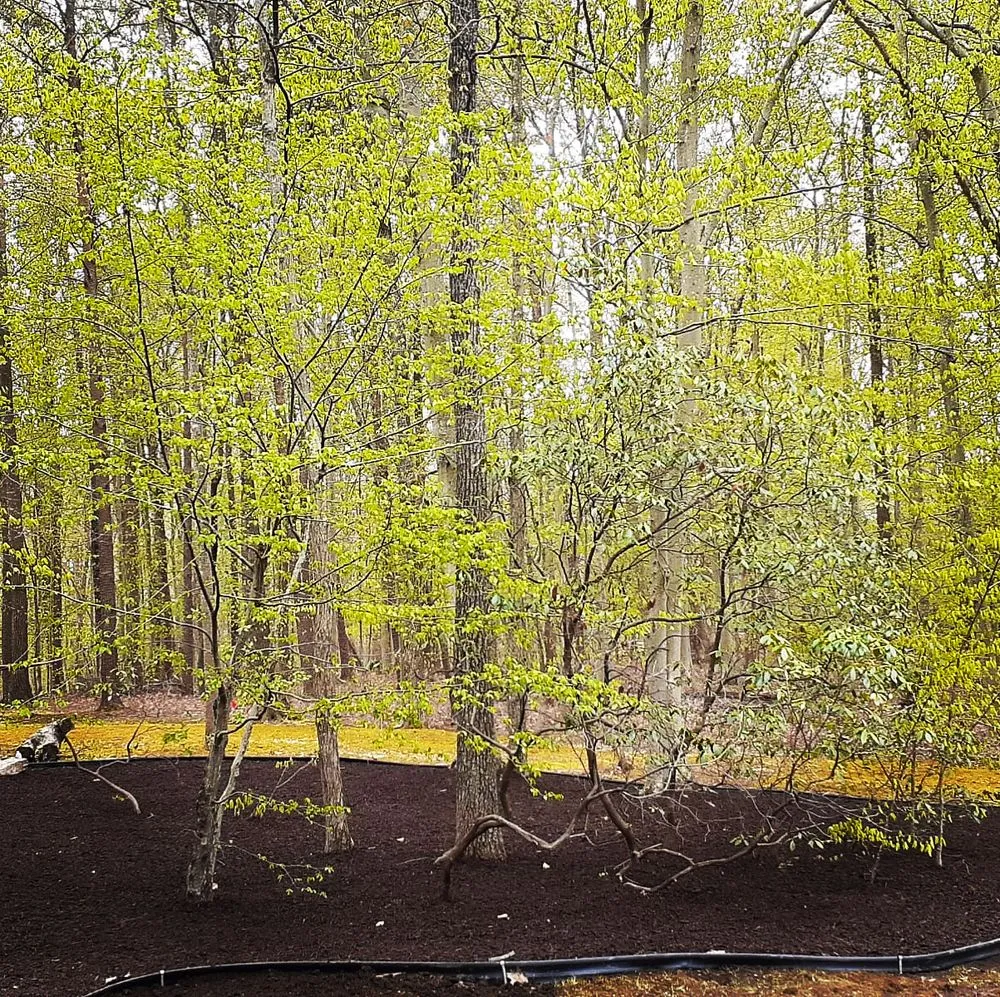 Reliable lawn mowing service in Woodbridge, VA - LG Painting & Lawn Services