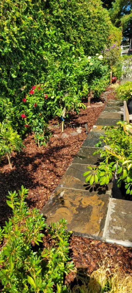 Top-rated yard cleanup service for year-round maintenance across Redwood City, CA - LG Proscape