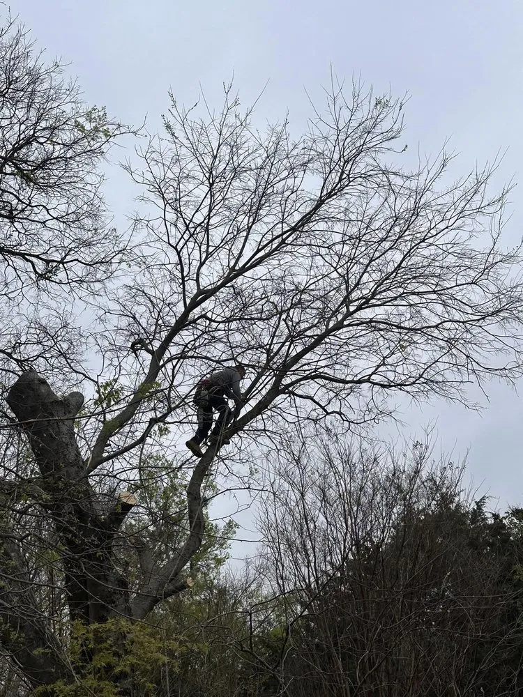 Local residential landscaping with custom design across Terrell, TX - LG Tree Services & Landscaping