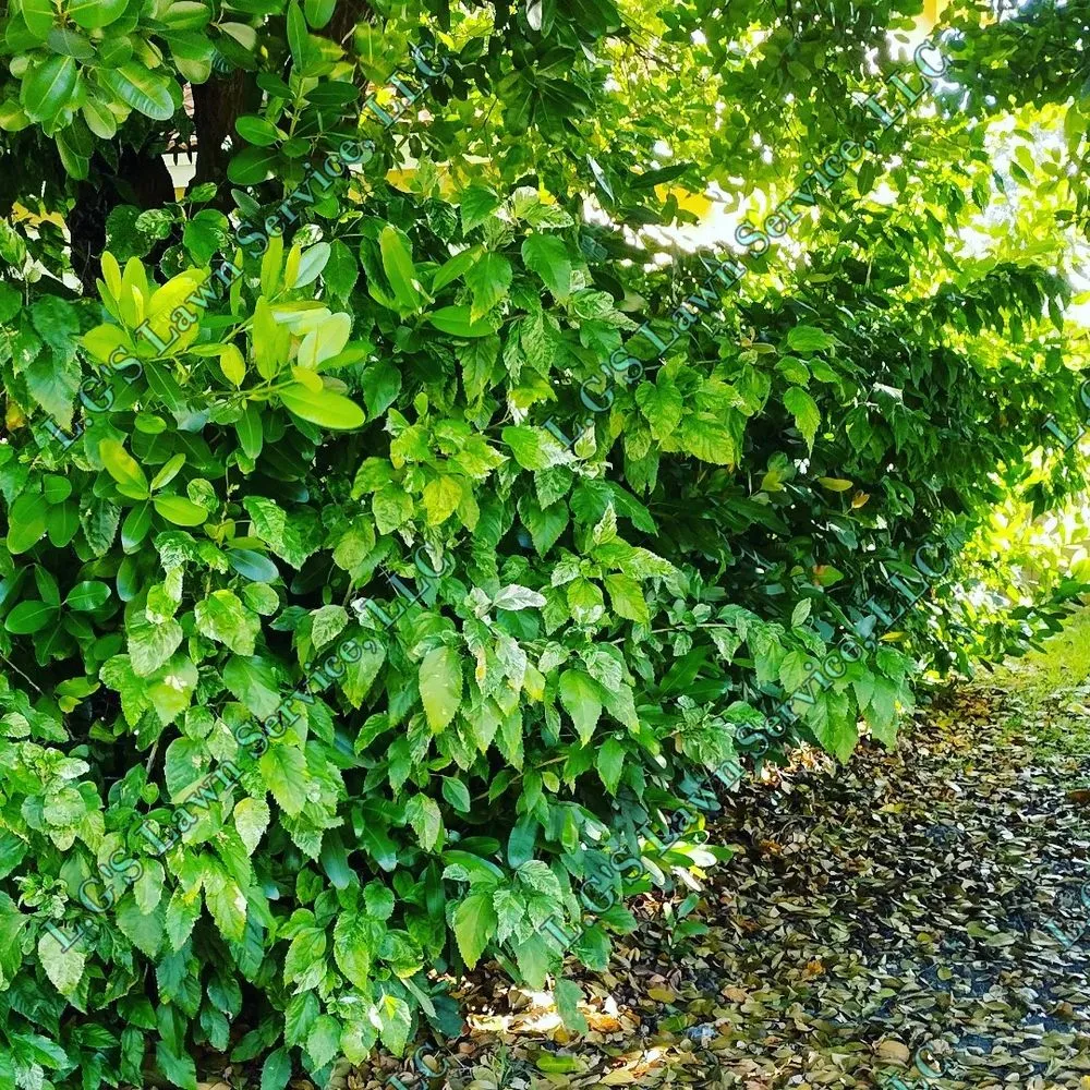 Trusted landscaping services experts serving Homestead, FL - L.G'S Lawn Service