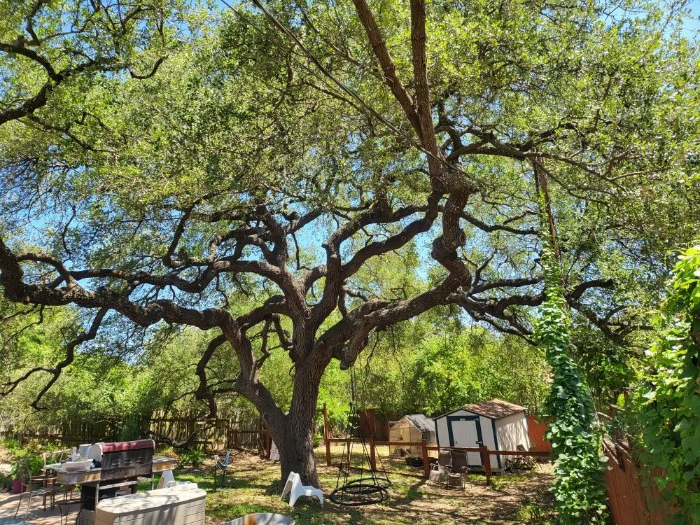 Top-rated outdoor landscaping with custom design across Austin, TX - L&I Tree Service and More
