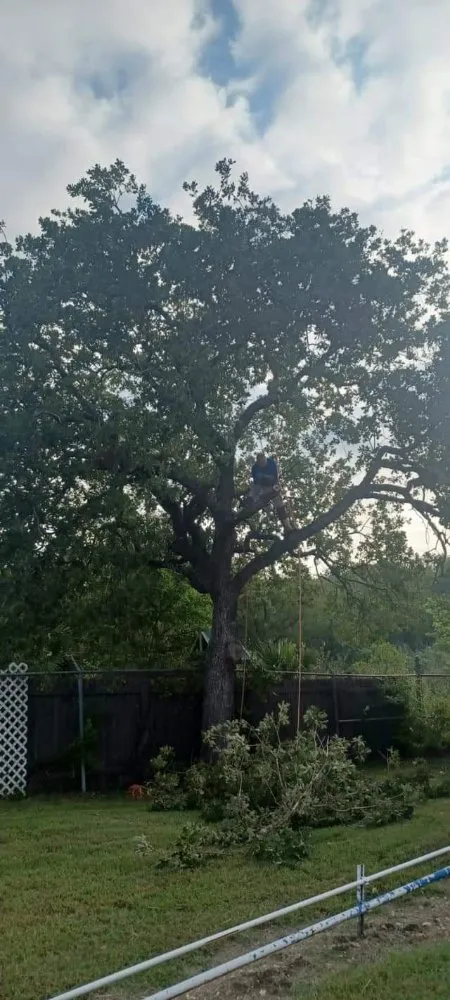 Reliable landscaping services in Austin, TX by L&I Tree Service and More