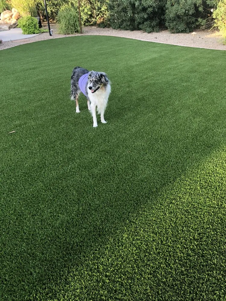 Professional yard maintenance in Scottsdale, AZ by Liberty Greens