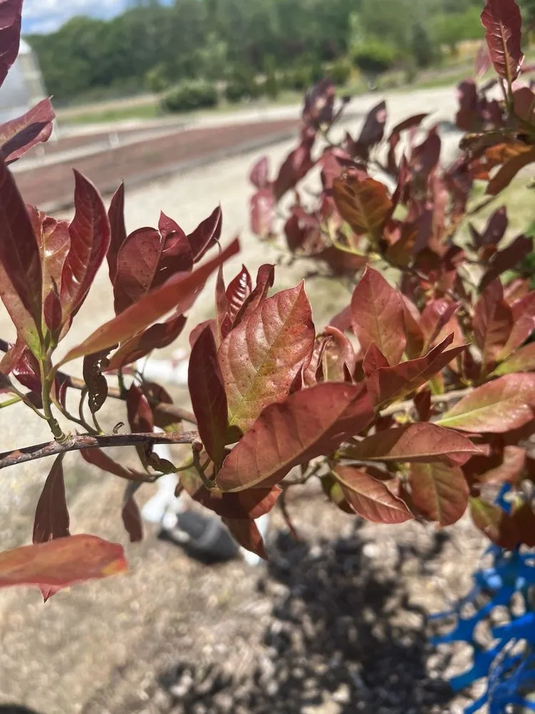 Top-rated landscaping services near you across Liberty Township, OH - Liberty Heritage Nursery Farm