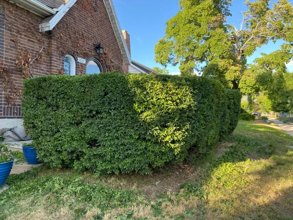 Professional yard cleanup service for residential properties in Salt Lake City, UT by Liberty Landscape