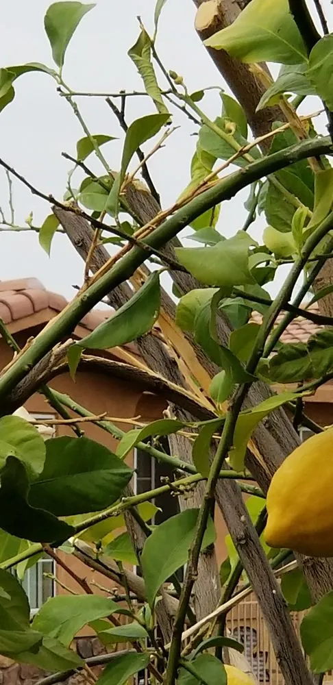 Top-rated outdoor landscaping experts serving Riverside, CA - Liberty Landscaping