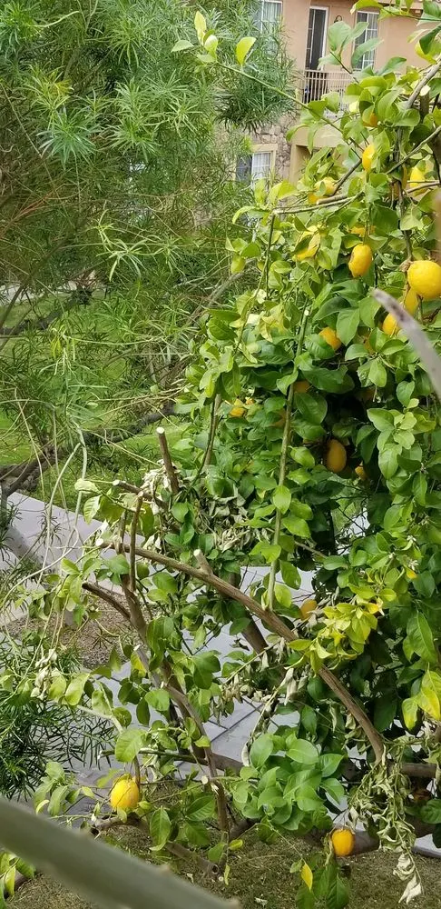 Custom lawn mowing service experts serving Riverside, CA - Liberty Landscaping