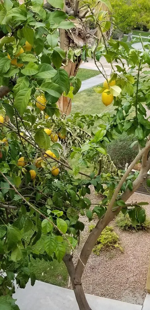 Local yard cleanup service in Riverside, CA - Liberty Landscaping