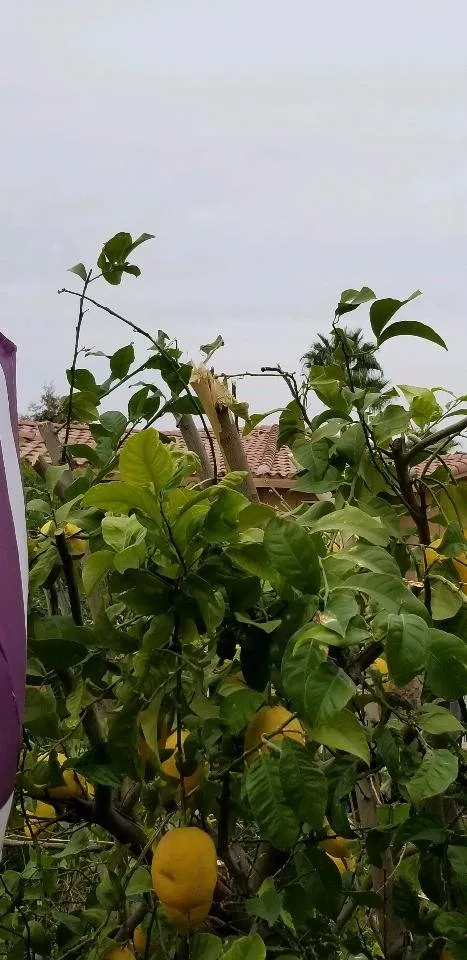 Professional lawn care service in Riverside, CA by Liberty Landscaping