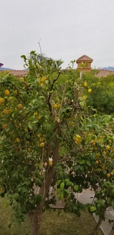 Trusted yard cleanup service in Riverside, CA by Liberty Landscaping