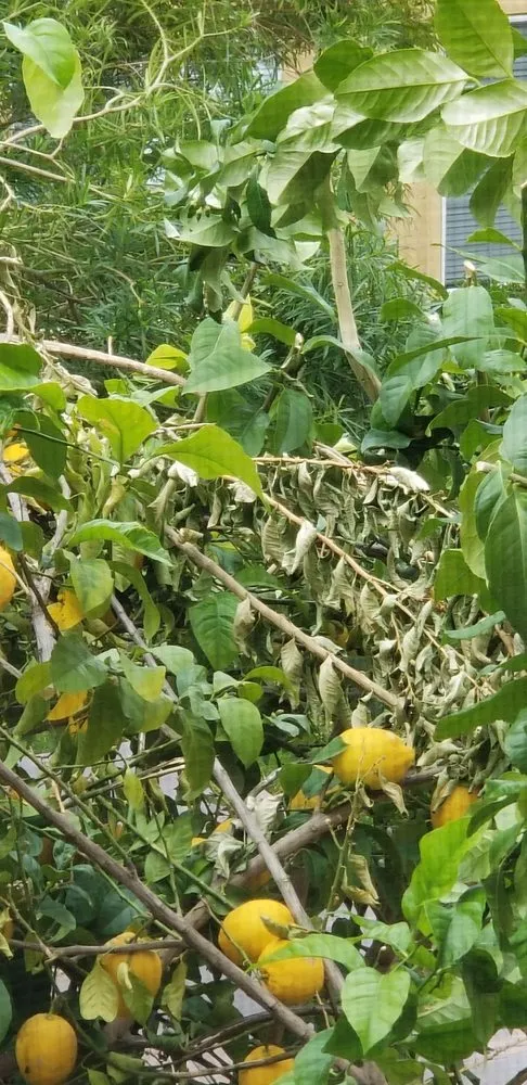 Reliable outdoor landscaping experts serving Riverside, CA - Liberty Landscaping