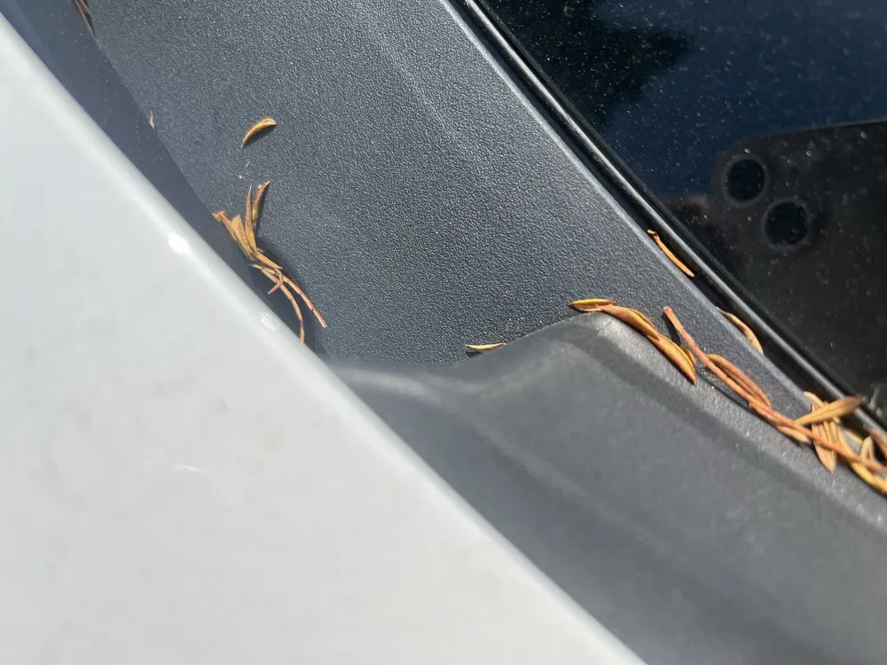 Expert yard cleanup service for beautiful yards across Riverside, CA - Liberty Landscaping