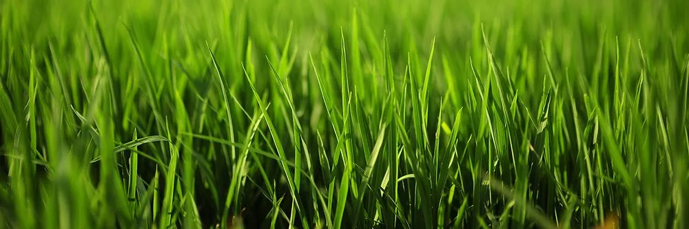 Expert landscape installation experts serving Port Orange, FL - Liberty Lawn and Pest