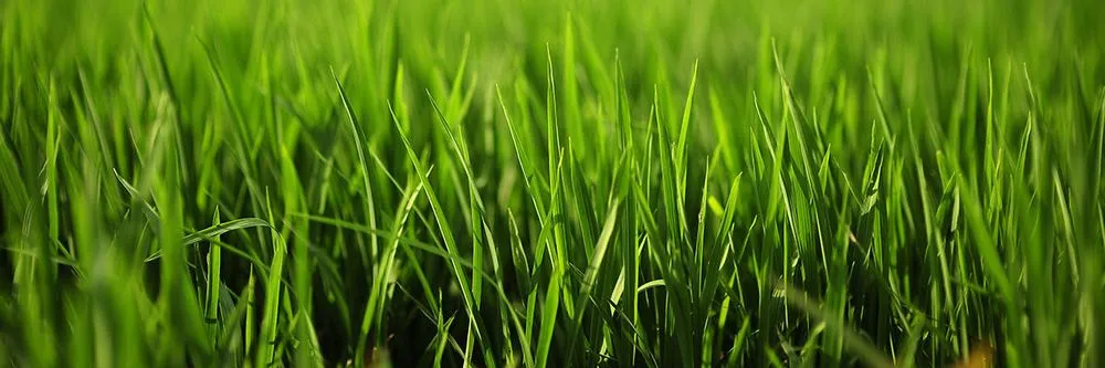 Reliable lawn mowing service in Port Orange, FL - Liberty Lawn and Pest