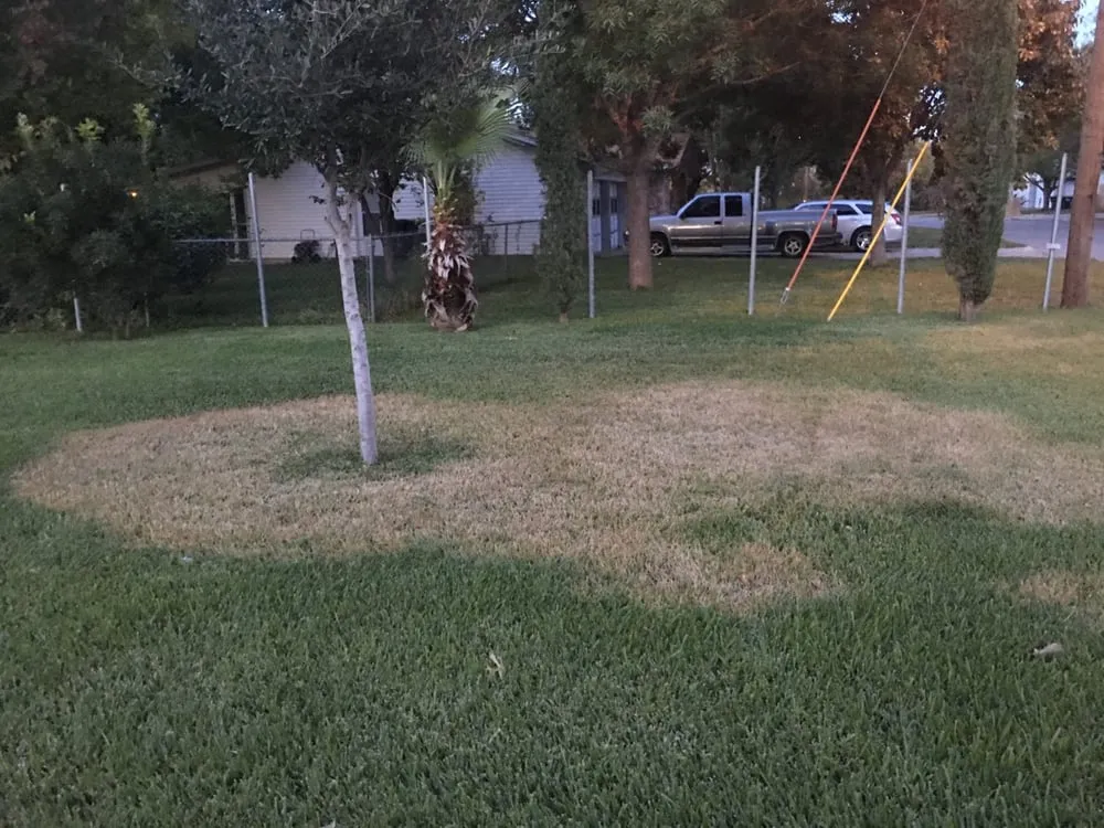 Expert yard cleanup service for residential properties in Cedar Park, TX by Liberty Lawn Care