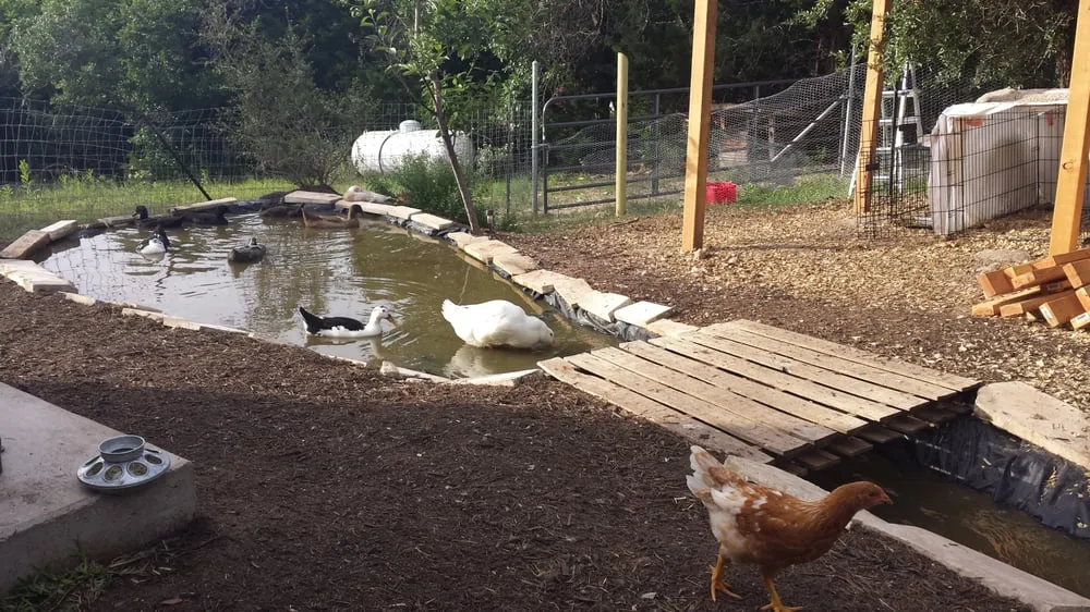 Top-rated residential landscaping for outdoor upgrades in Cedar Park, TX by Liberty Lawn Care