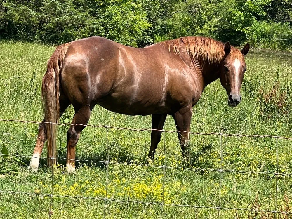 Local lawn mowing service near you across Clearwater, FL - Liberty Lawn Care