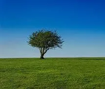 Expert yard maintenance in Clearwater, FL - Liberty Lawn Care