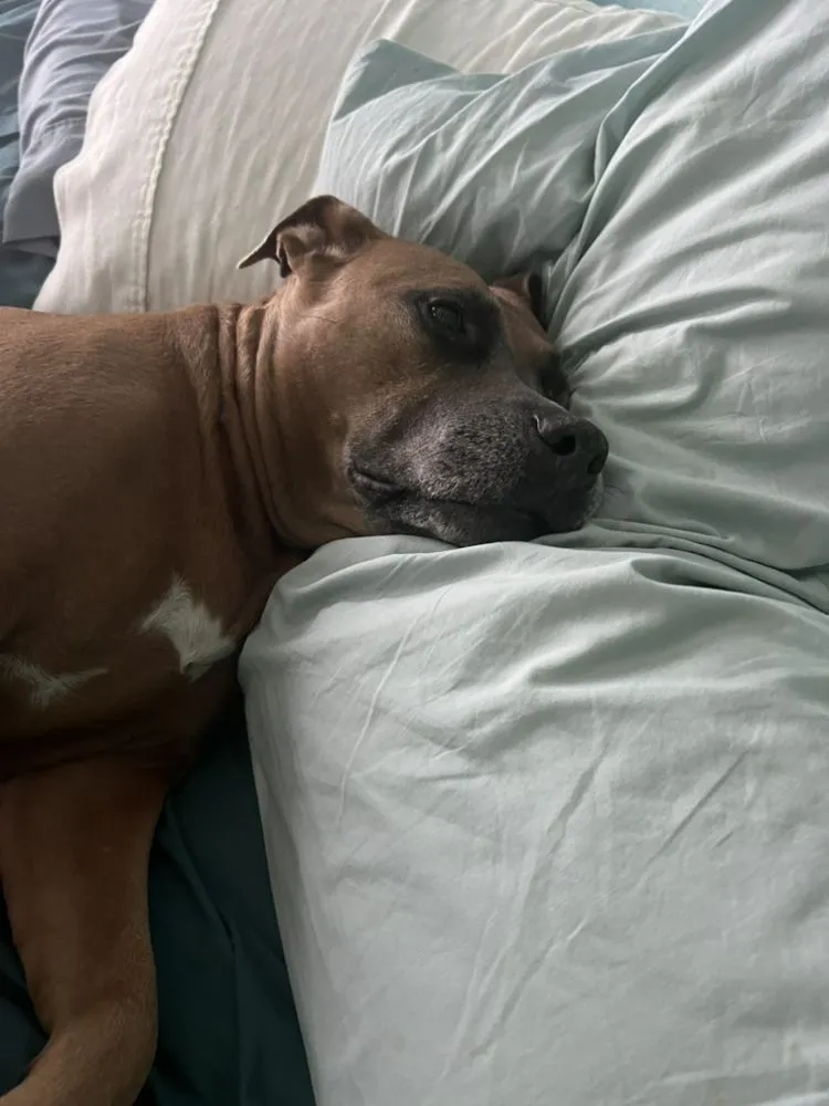 Local landscape design experts serving Clearwater, FL - Liberty Lawn Care