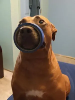 Liberty Lawn Care Logo