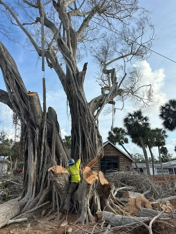 Professional yard cleanup service in Venice, FL by Liberty Tree & Land Services