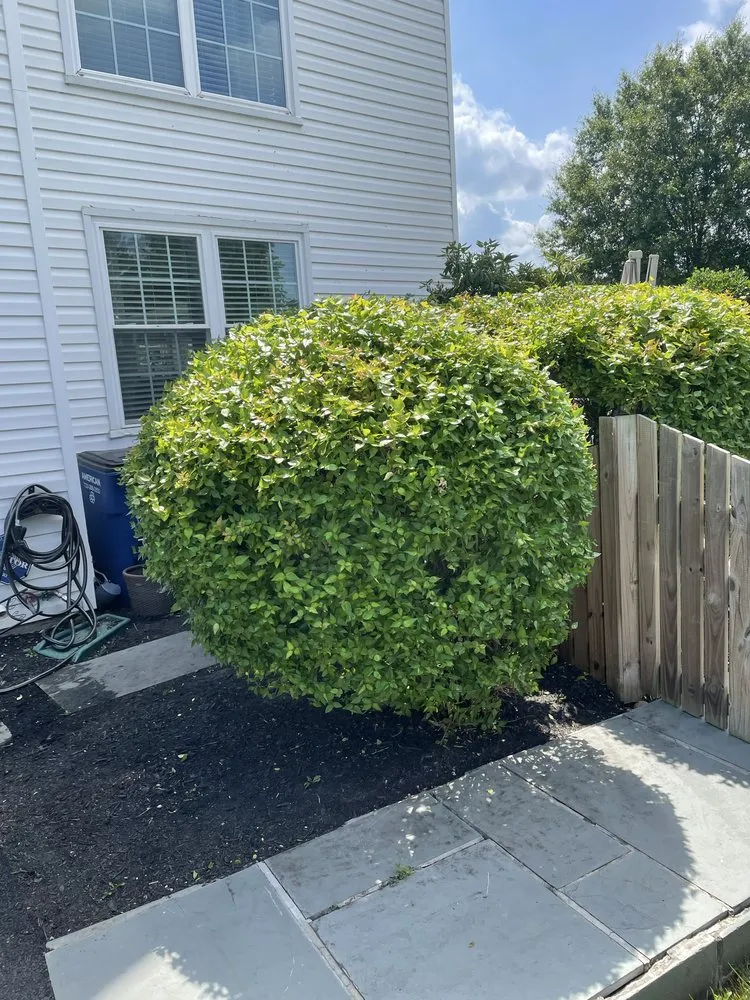 Affordable lawn mowing service for year-round maintenance in Manassas, VA by Liberty Tree And Landscape