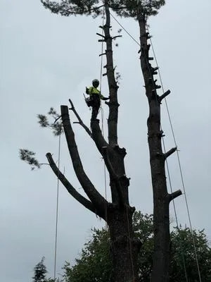 Liberty Tree And Landscape Logo