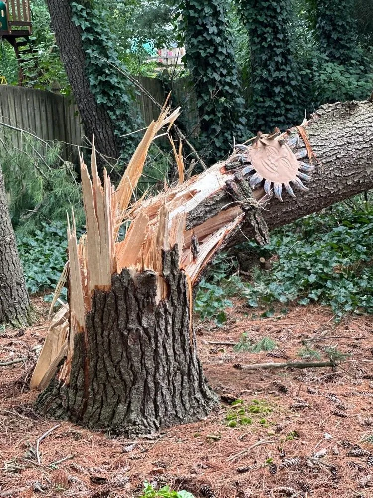 Top-rated yard maintenance in Brooklyn Park, MD - Liberty Tree And Landscaping Services