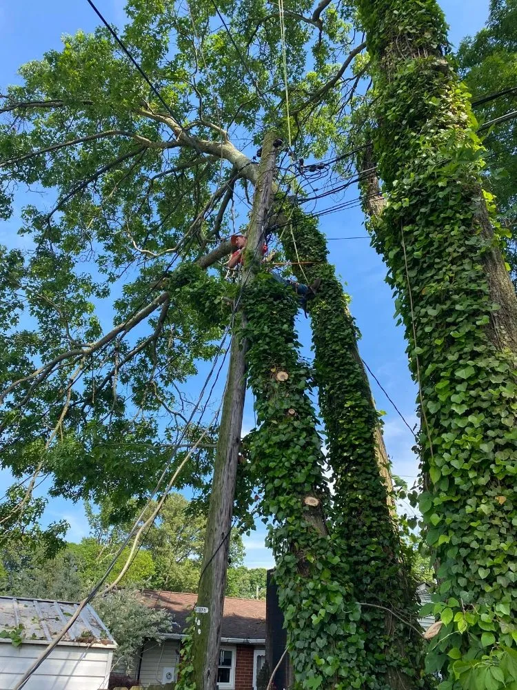 Expert lawn care service with custom design across Brooklyn Park, MD - Liberty Tree And Landscaping Services