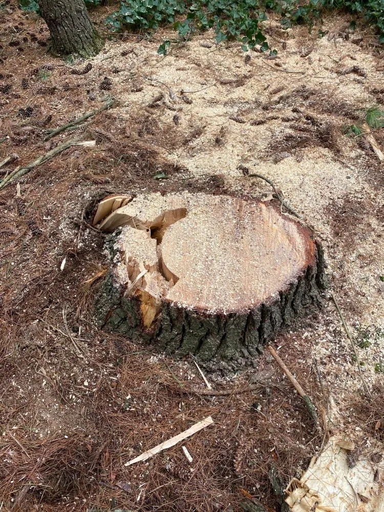 Reliable yard maintenance in Brooklyn Park, MD by Liberty Tree And Landscaping Services