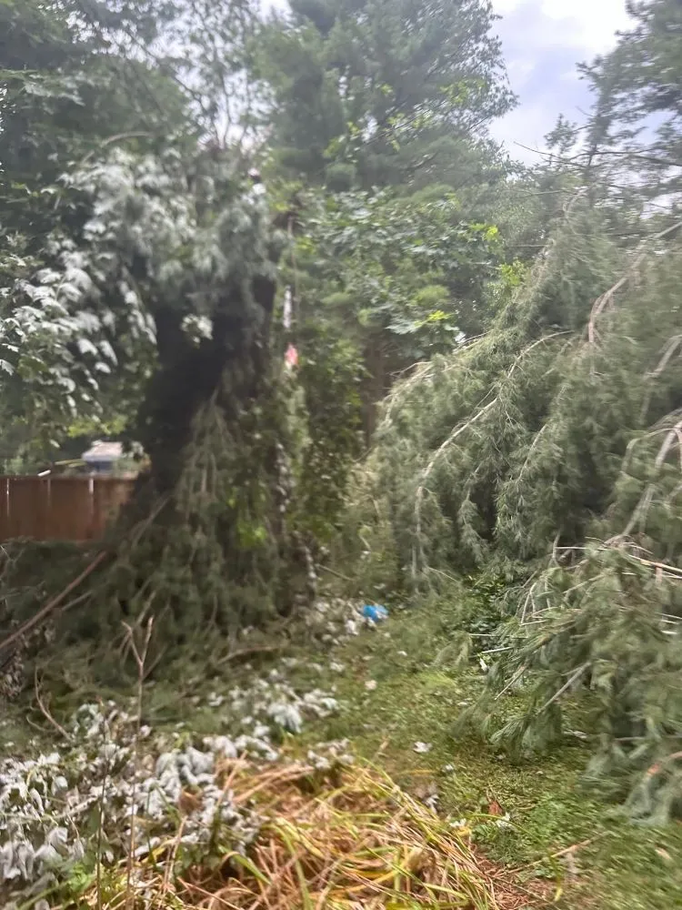 Top-rated yard maintenance in Brooklyn Park, MD - Liberty Tree And Landscaping Services